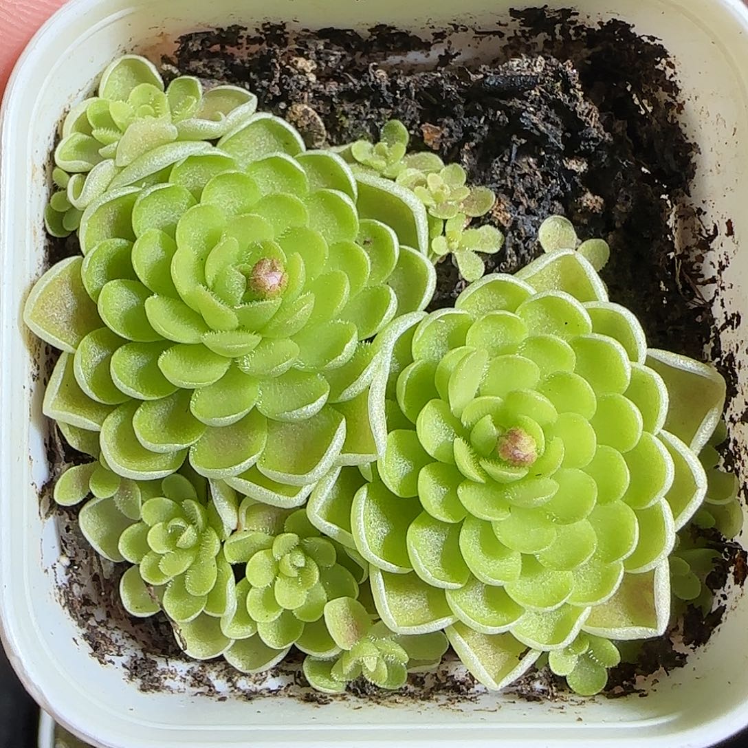 多肉1221-34捕虫堇