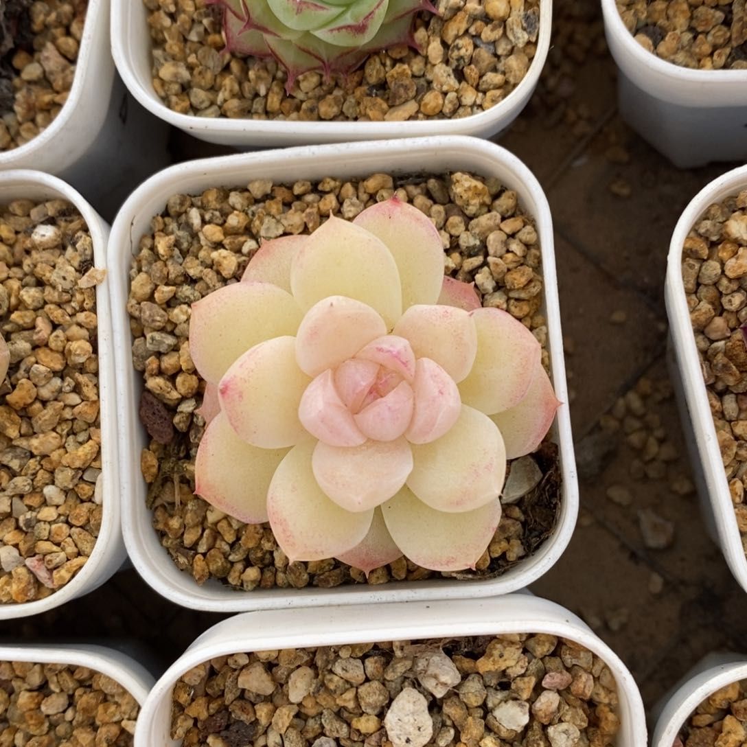 精品多肉一物一拍不包整19