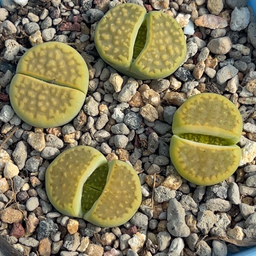 9900黄巴里四颗。  