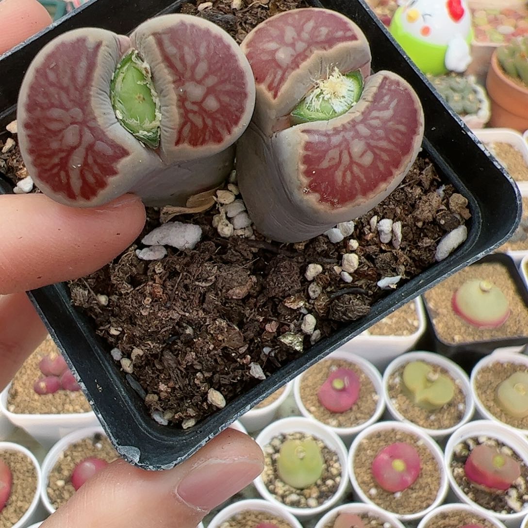 【闪购商品】40 开播福利