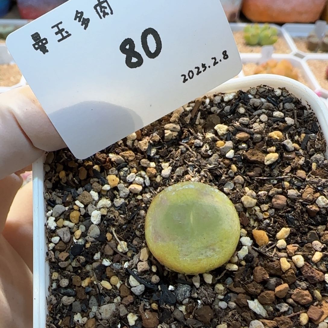 多肉多肉多肉2.8-080