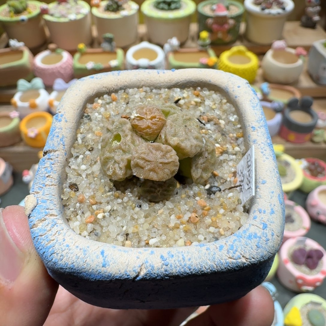 蘑菇1045烧麦多肉植物
