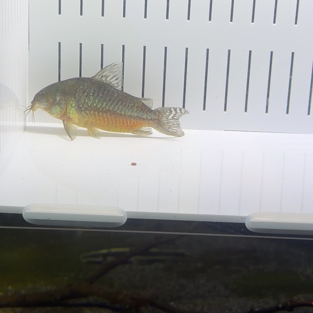 鼠鱼7.5cm 瑕疵公葛衣 一只眼 不包邮