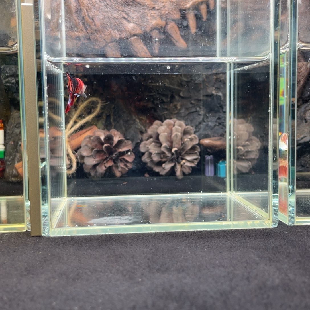 斗鱼十二月二十六日竞价