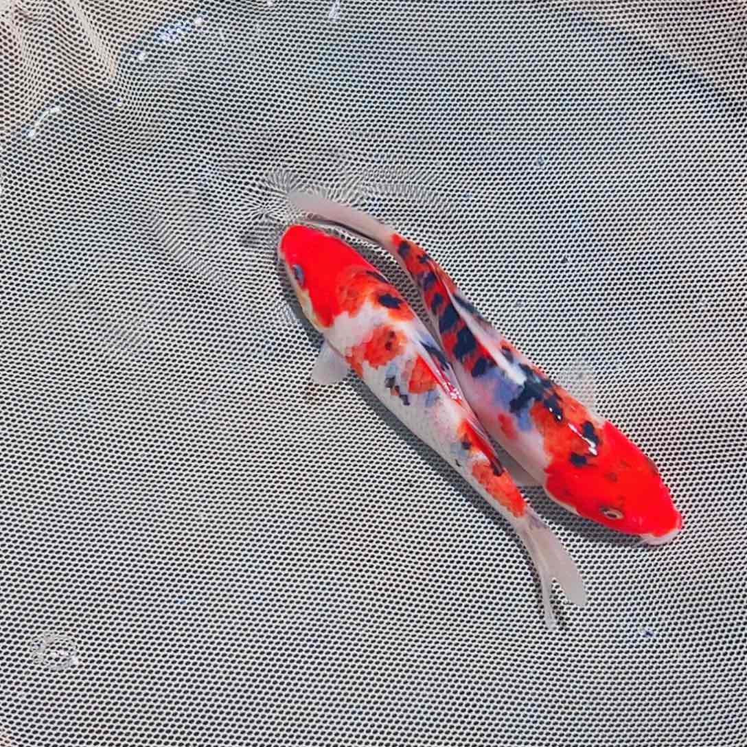 锦鲤锦鲤观赏鱼1111