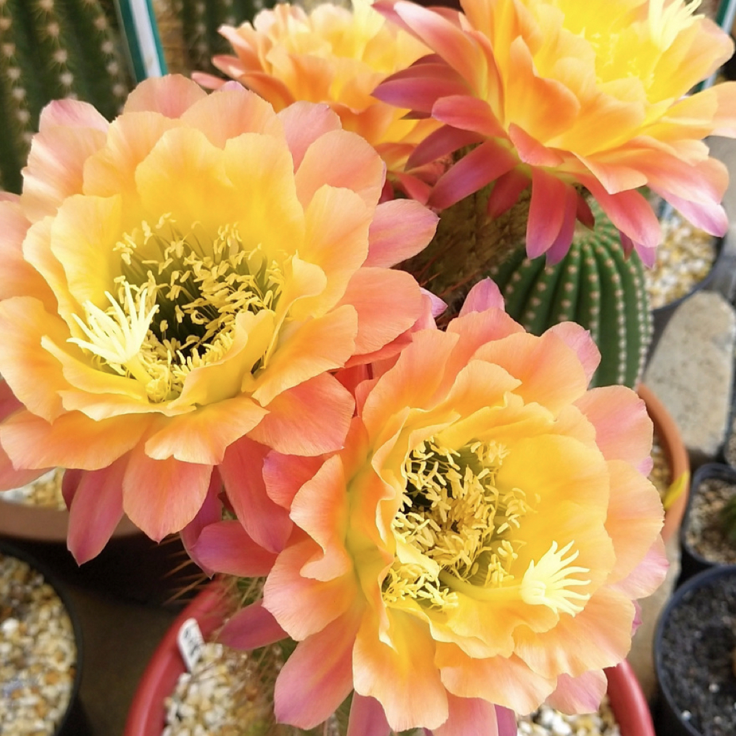 杏光辉毛花柱仙人球好养开花多肉盆栽