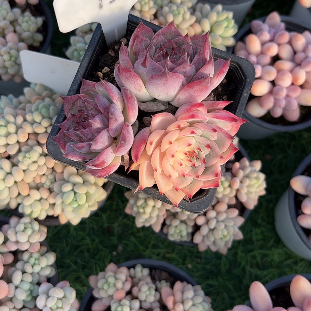 吉娃娃锦多肉植物保护