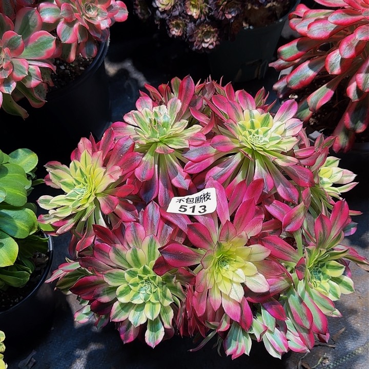 513多肉法师锦1111