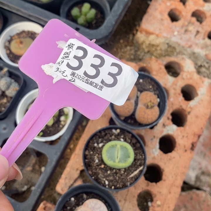 联***）生石花等植物的生长333