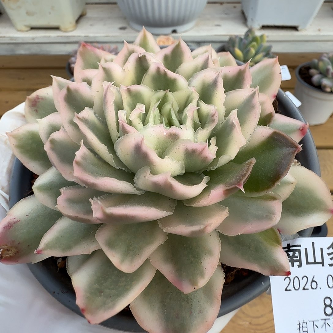 紫蝴蝶锦111103-8