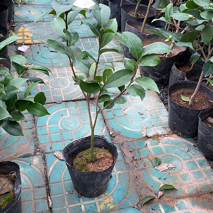 龙火珠 少量花苞无花朵