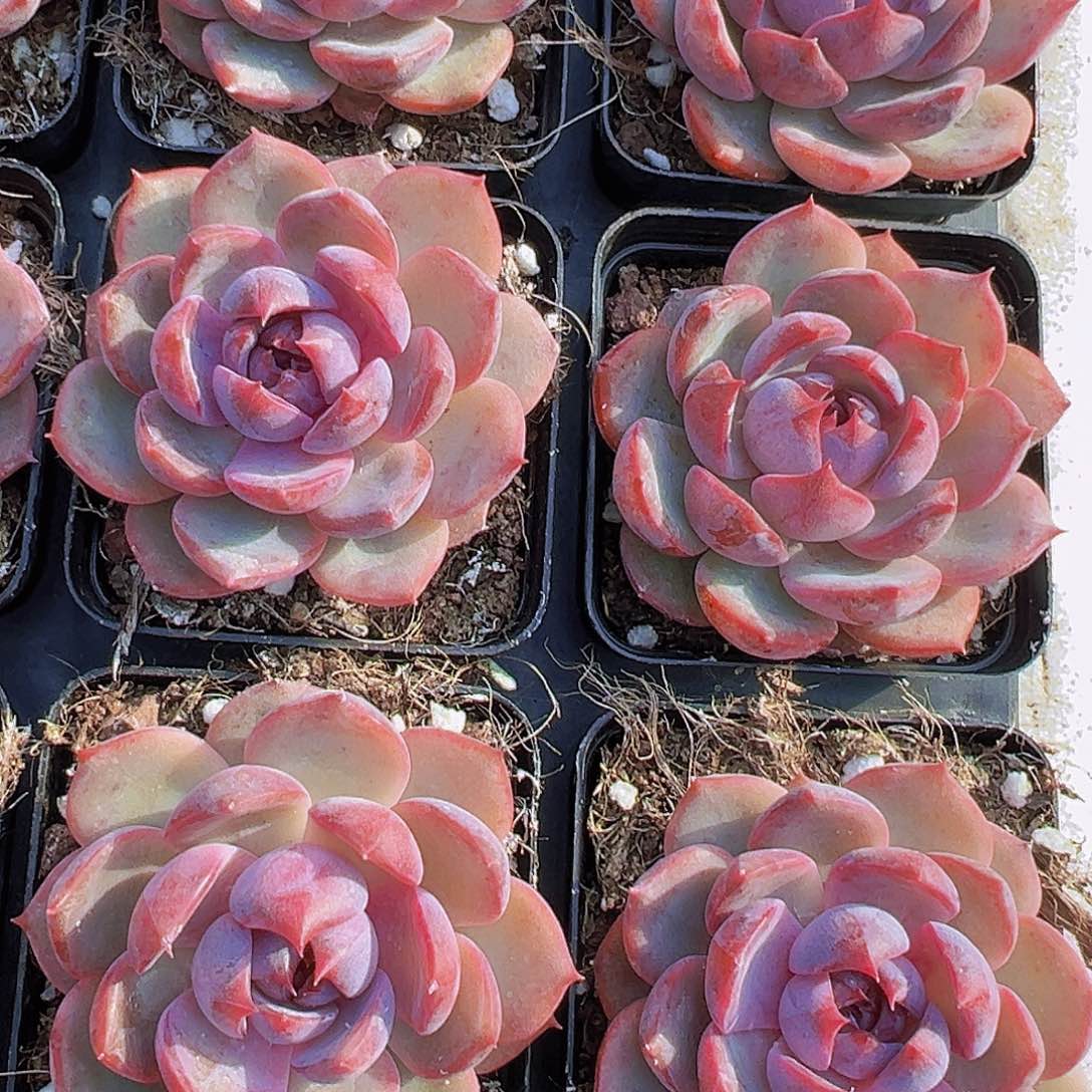 蓝莓19包邮多肉植物