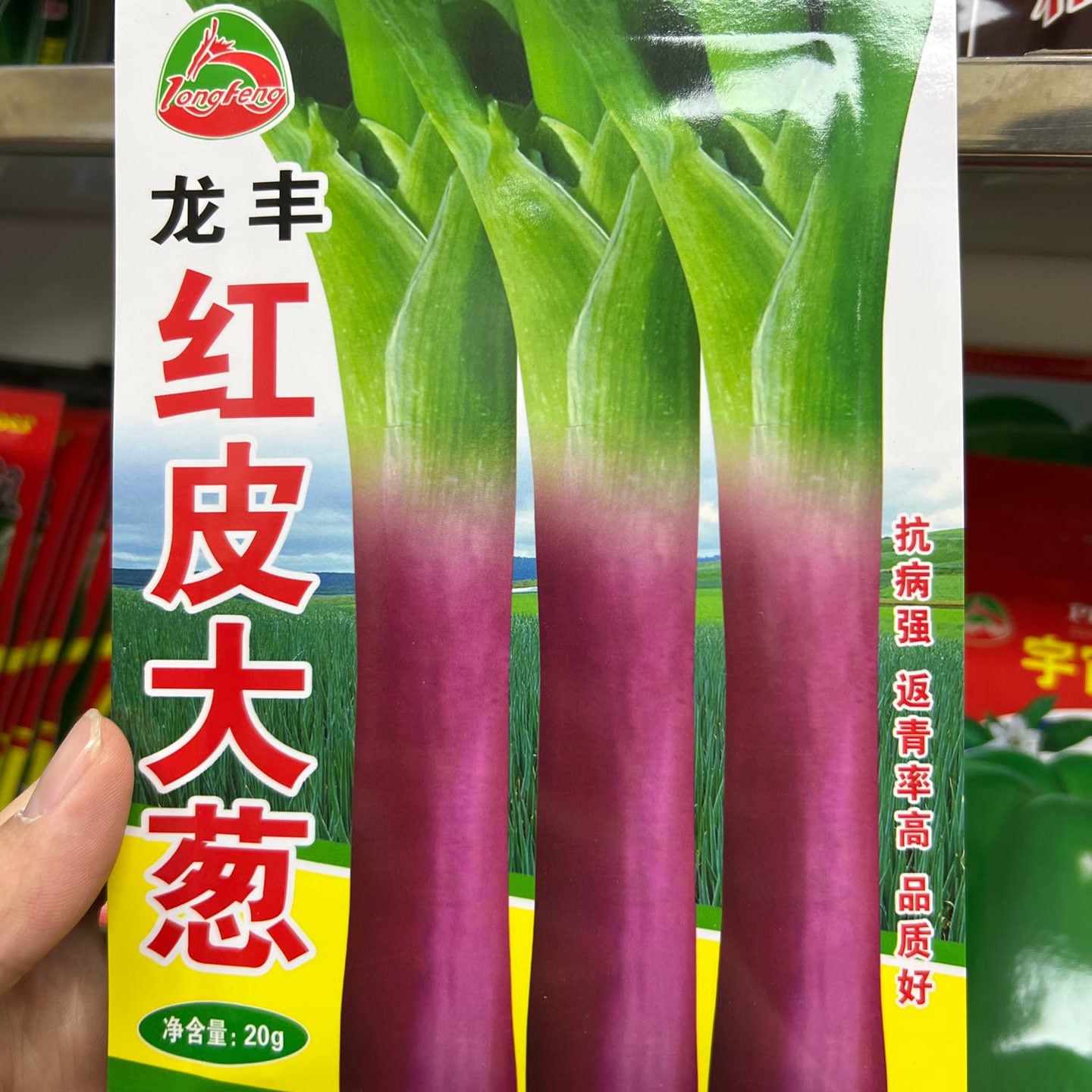 龙丰秋玉龙丰红皮大葱种子越冬性好独根味浓