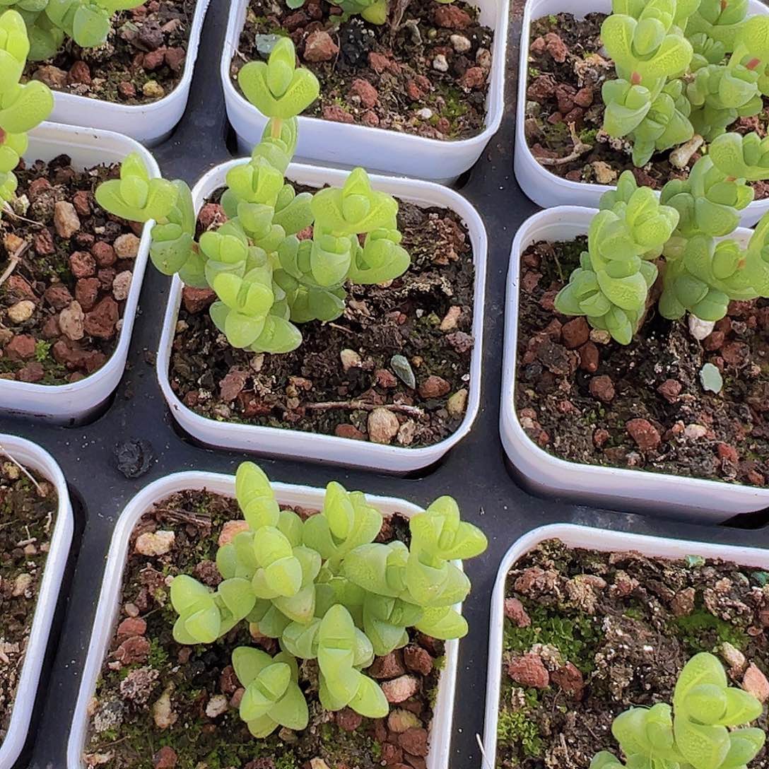 元宝枝干19包邮多肉植物