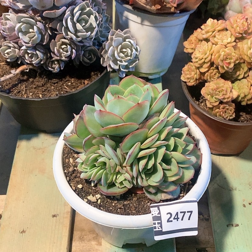 【闪购商品】牡丹亭朵朵缀2477