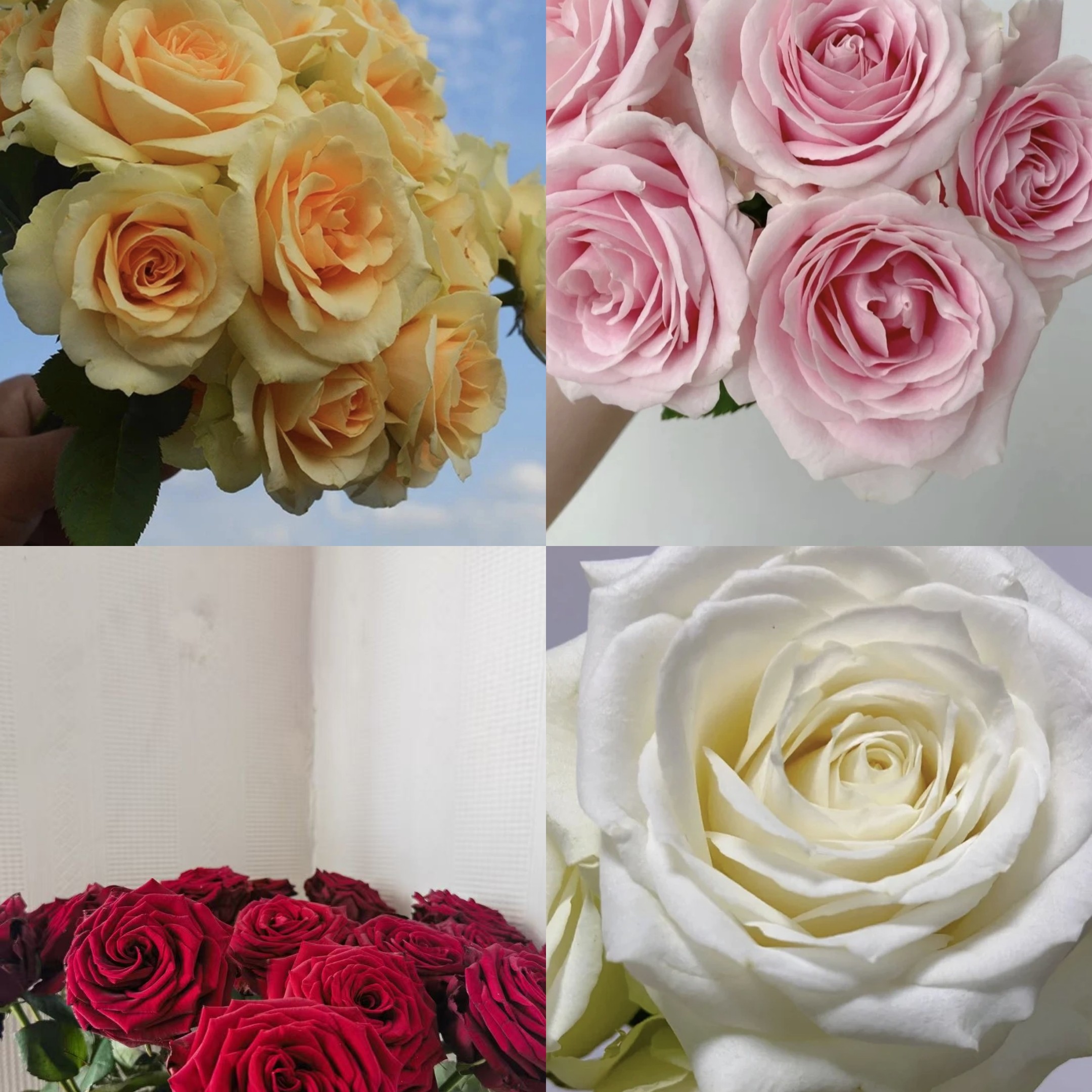 【工厂直发】40支玫瑰玫瑰花白雪+蜜桃+娜欧米+粉红鲜花花束