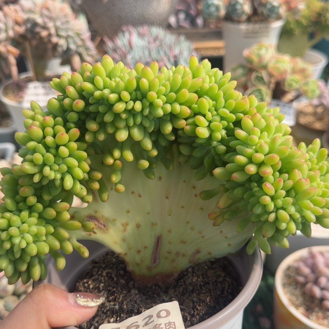 1620一物一拍（满28包邮）