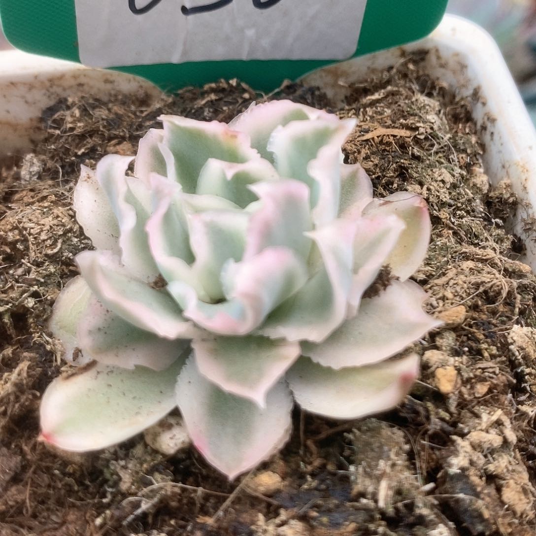 050紫蝴蝶锦锦锦锦锦锦