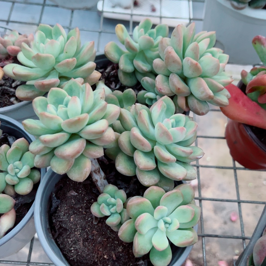 冰清玉洁双头起发两盆