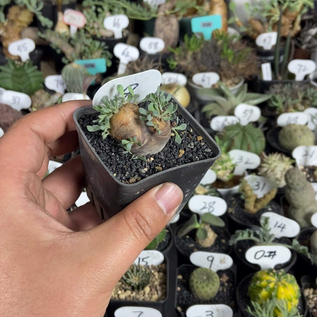 格加厚敦菊一物一拍