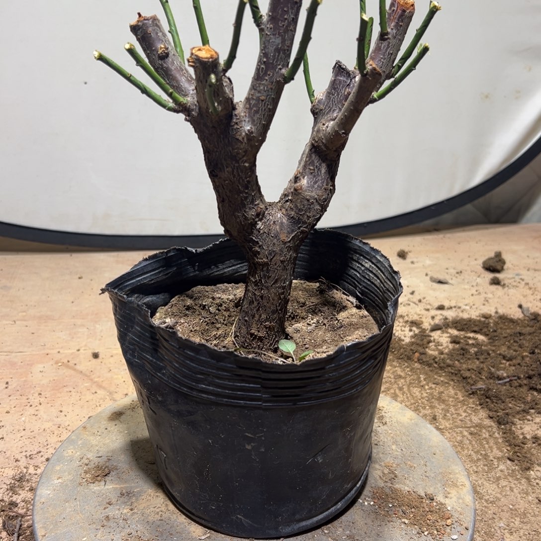 有***哥无花朵绿梅盆景造型梅花