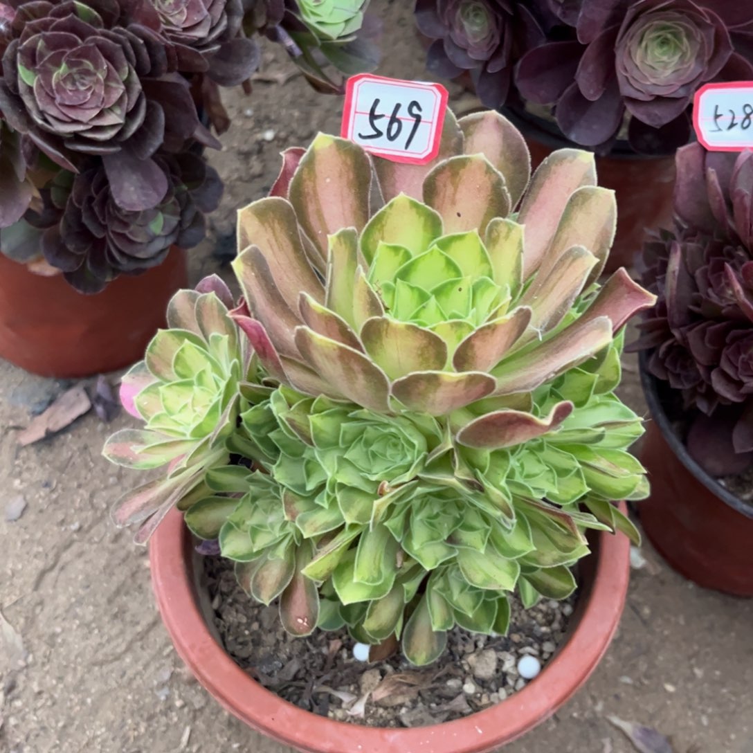 猫*569多肉植物韶华花脸