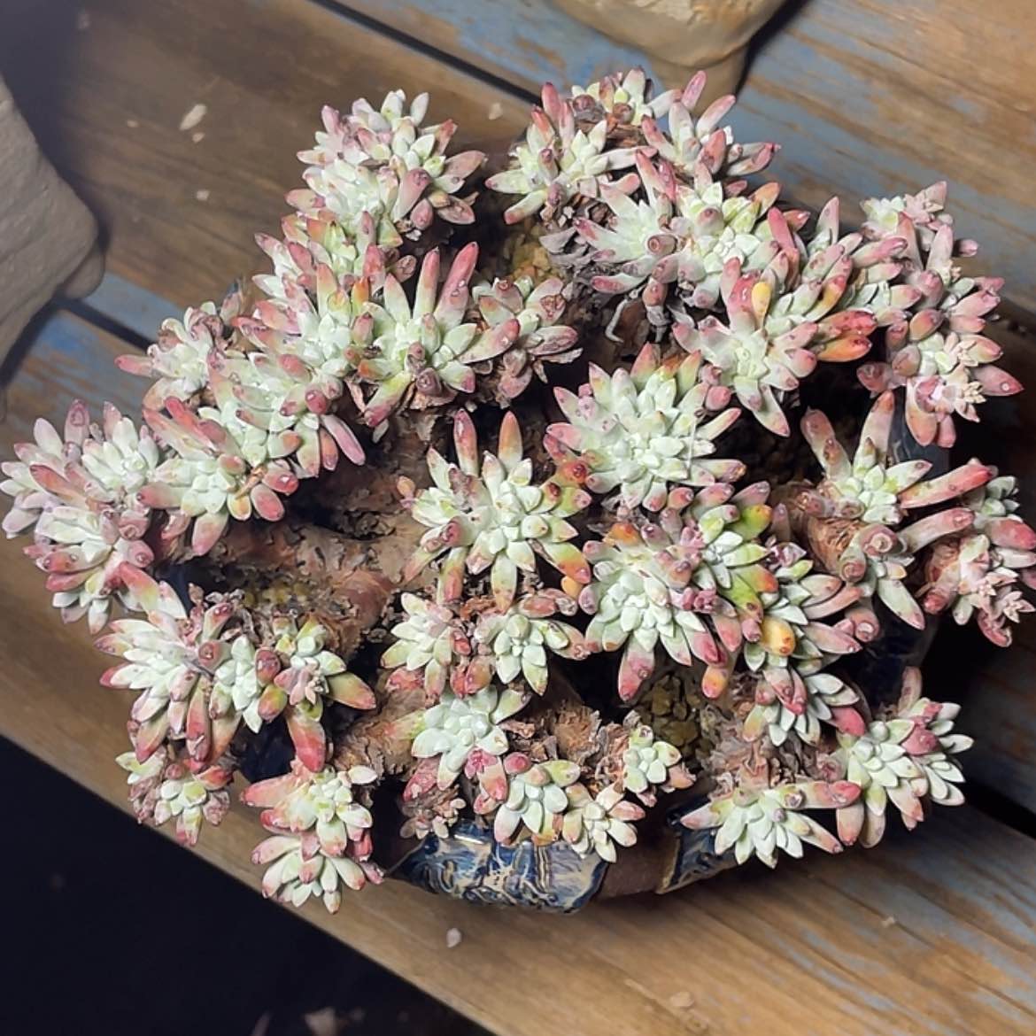 【闪购商品】丸叶豆豆