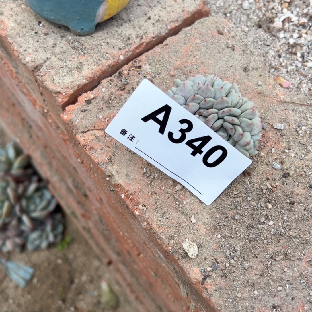 追****340 多肉多肉多肉多肉多肉