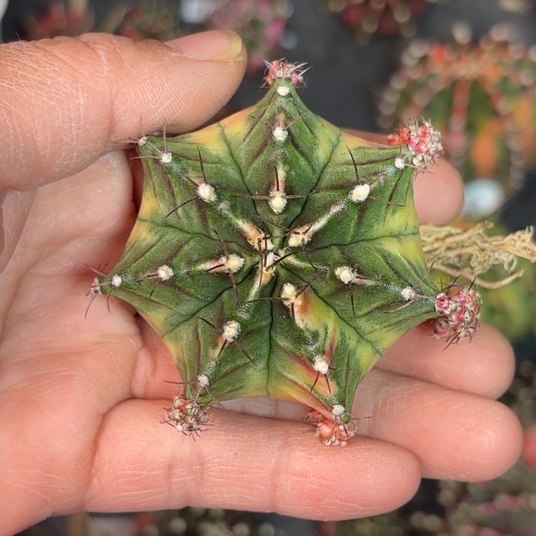 泰系米哈仙人球300