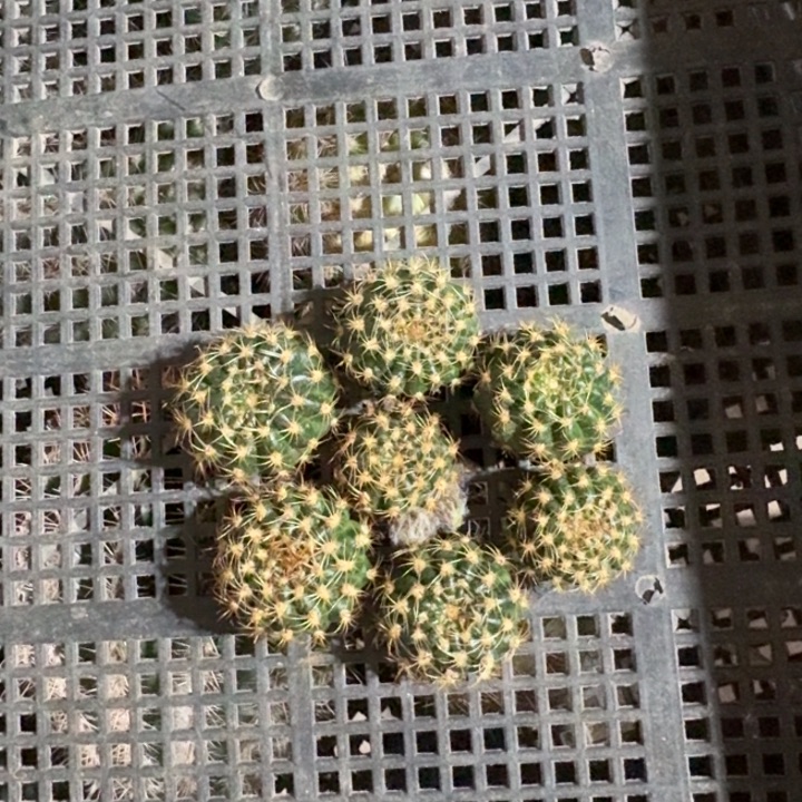 203无名丽花歪3公分左右无根侧牙，20包邮