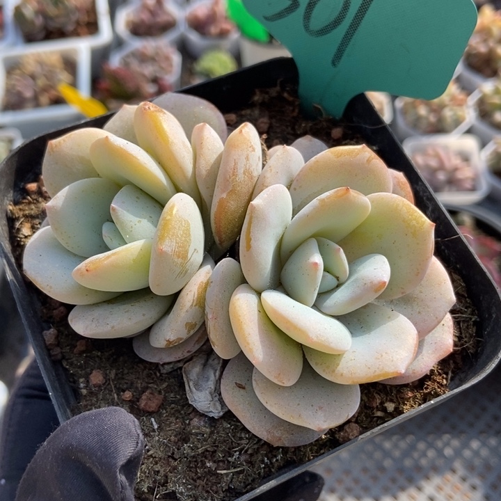 501奶茶多肉植物保护