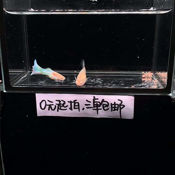 孔雀鱼拉朱莉幻彩白子一对