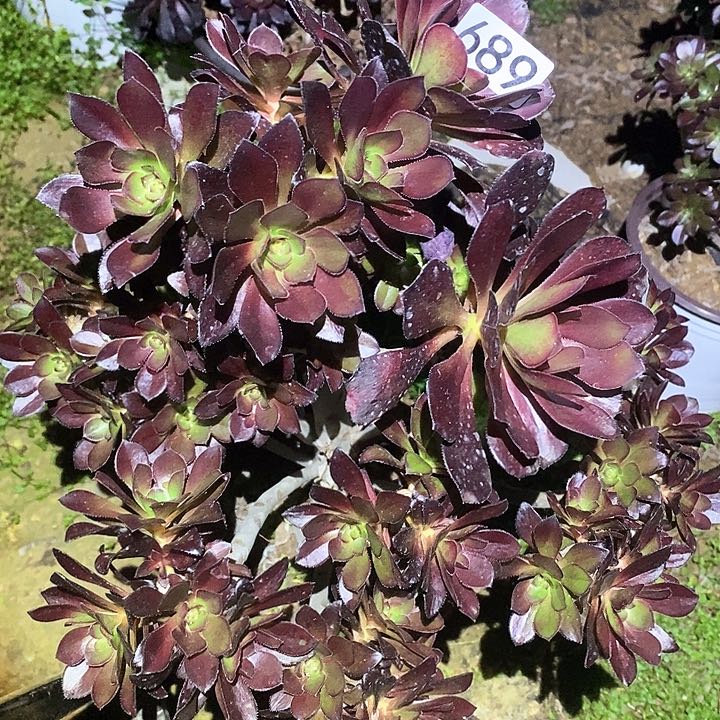 多肉植物法师689厚圆叶砍过母本