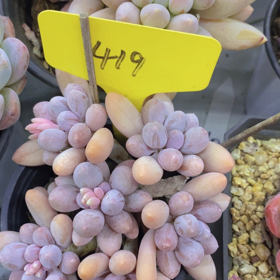 多肉植物，一物一拍，专场5