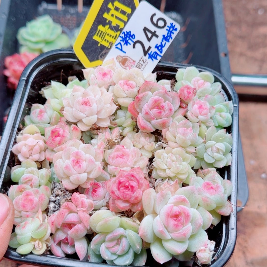 多肉植物多肉植物