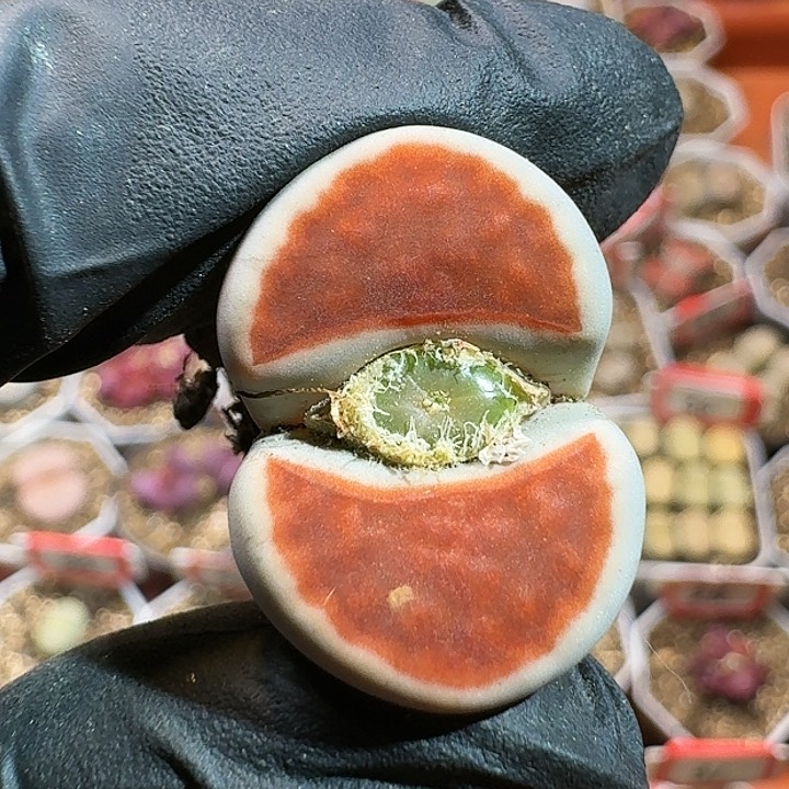 生石花11444。 232