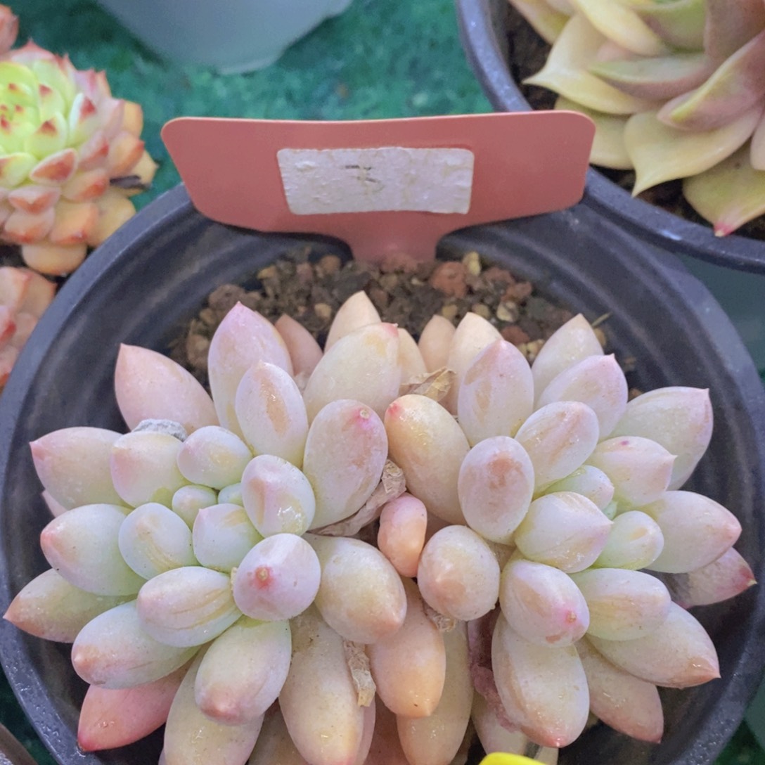 开心多肉，首播福利3