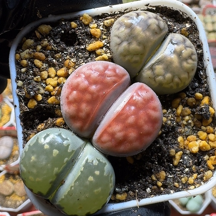 生石花11111111。   125