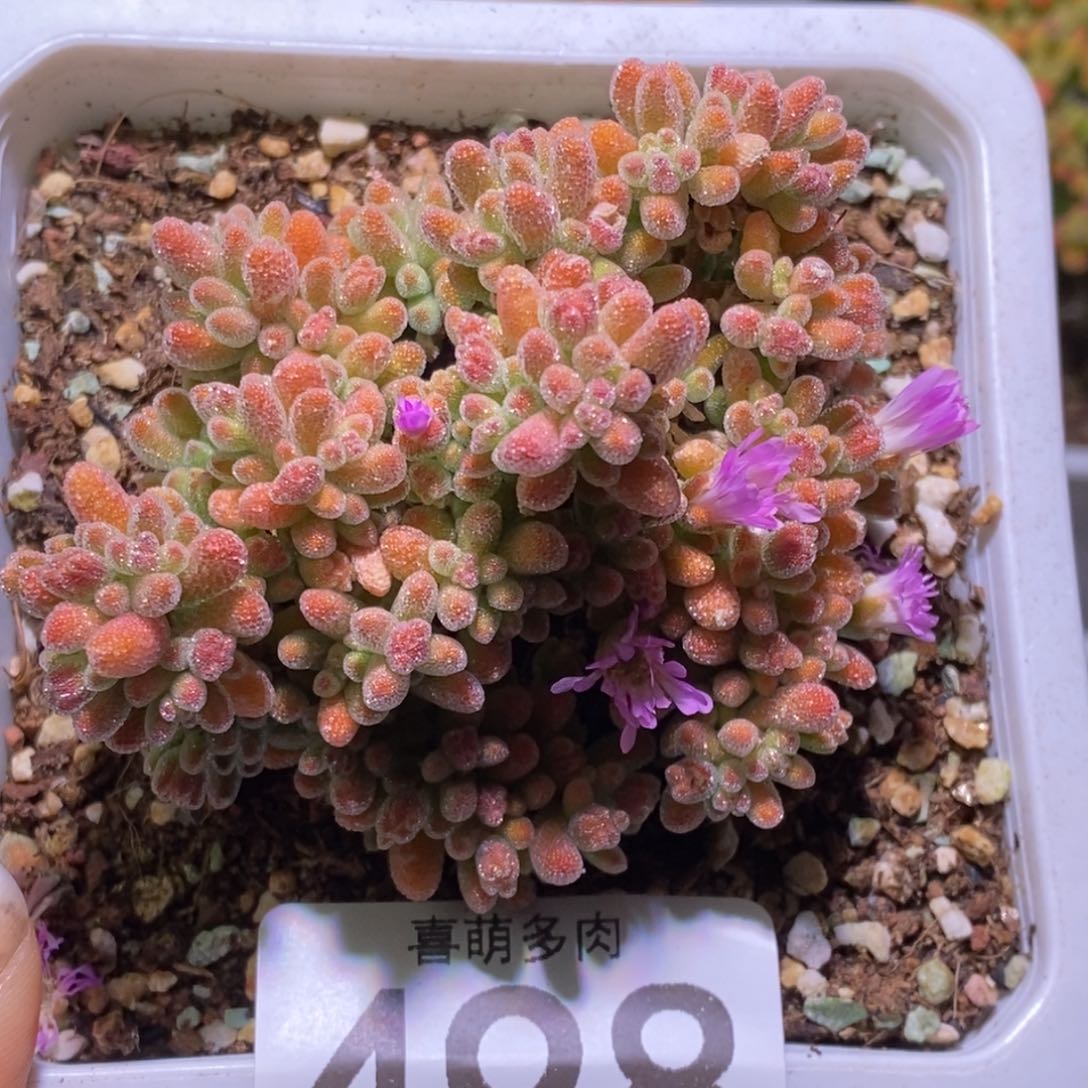 冰晶枝干番杏498