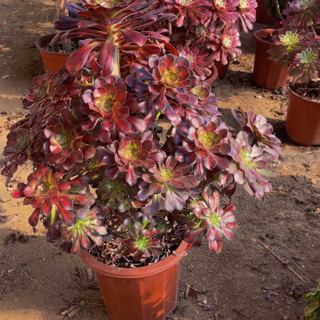 晚霞法师老桩鲜花357