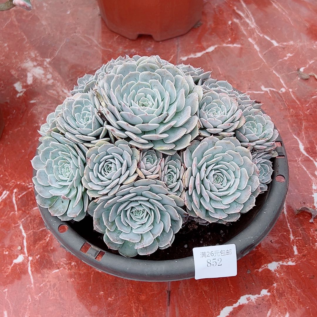 灼***幽852天赤多肉植物多肉