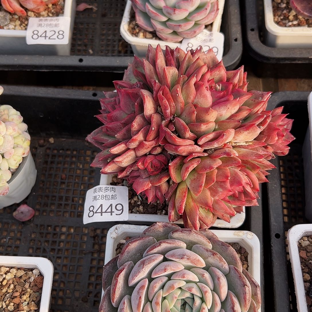 9号妤*?我们的确是一8449