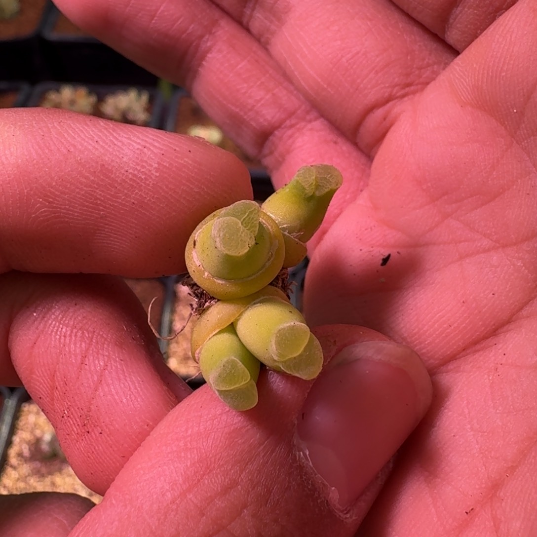 拜*精品大甩卖9.6 粉佛肚