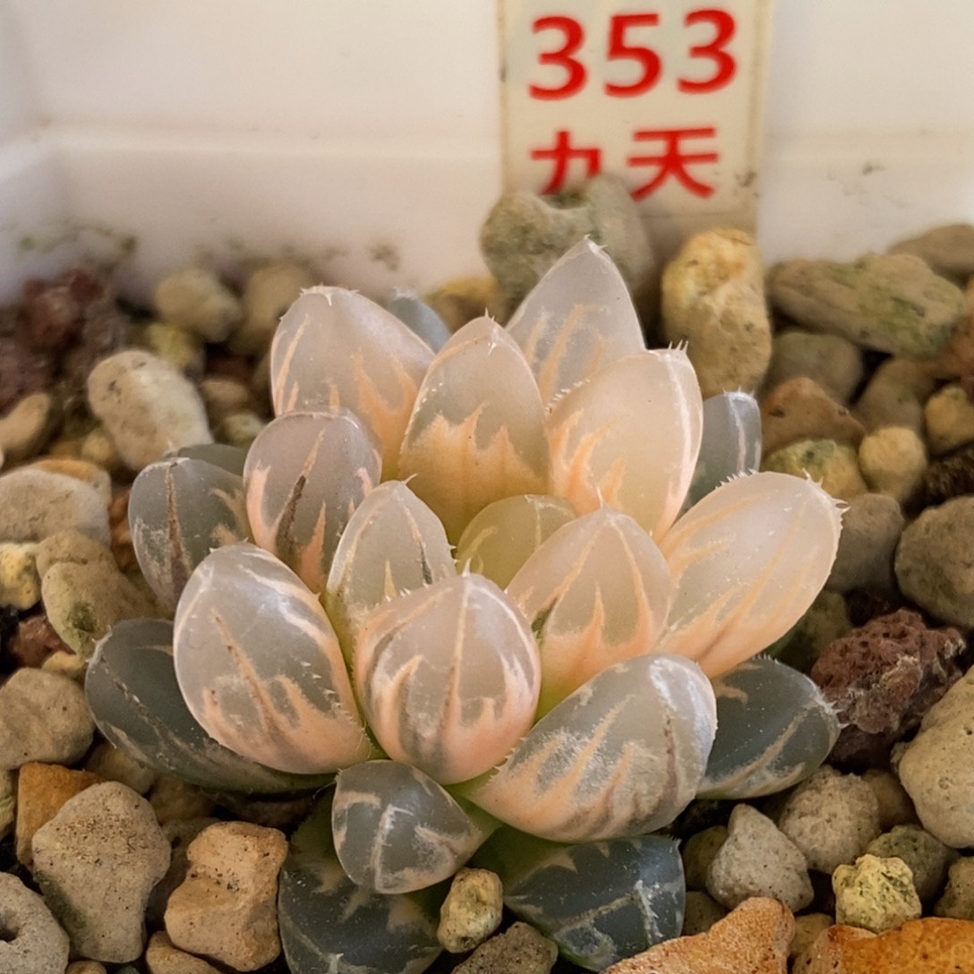 353号糊斑霓虹灯变异锦