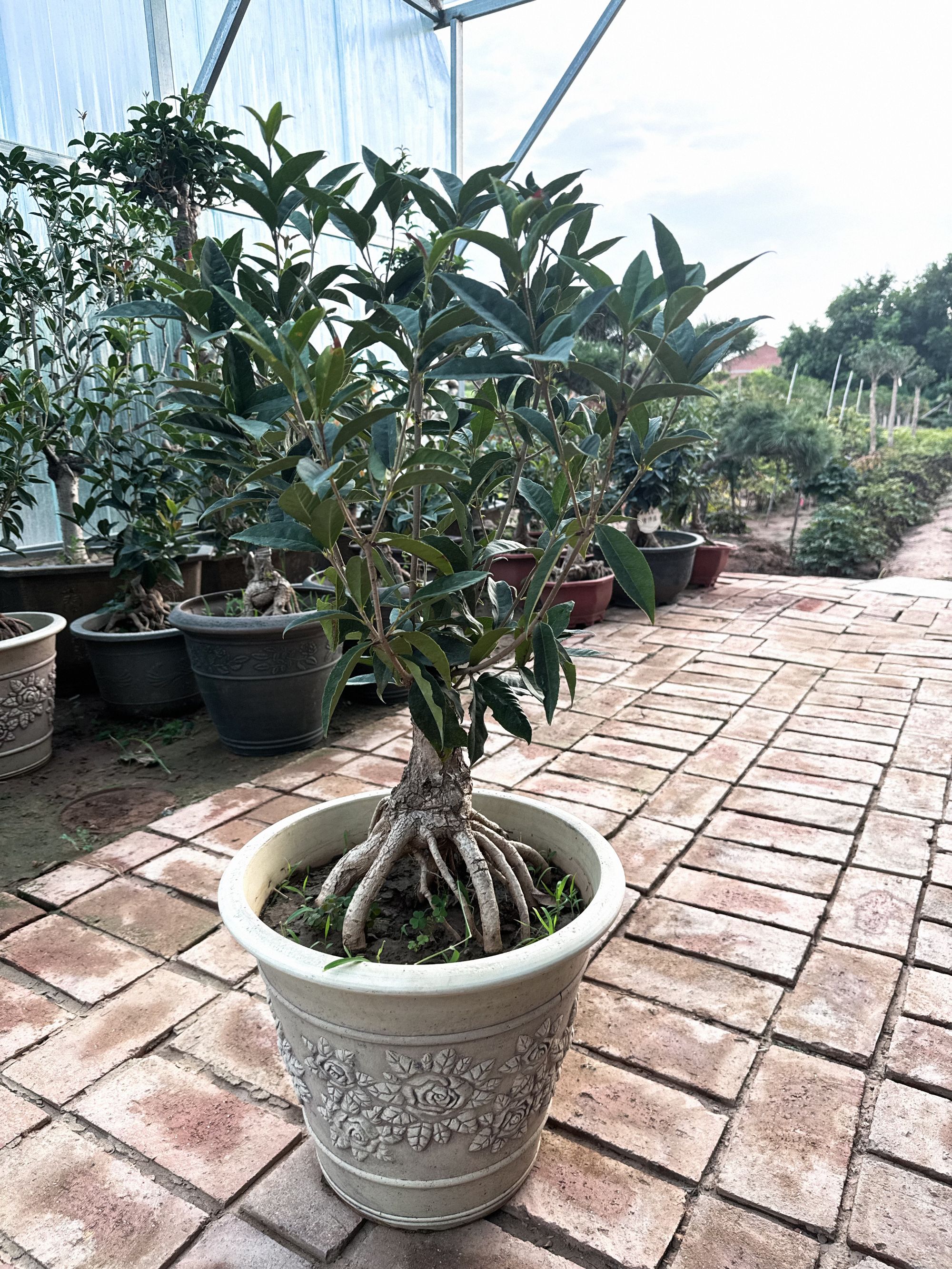 十年老桩桂花四季桂