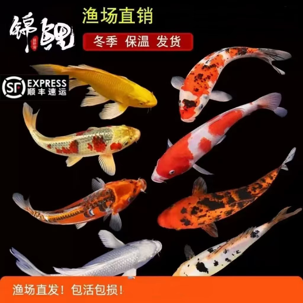 15-20公分甄选血统观赏鱼锦鲤鱼红白大正锦鲤包邮包活