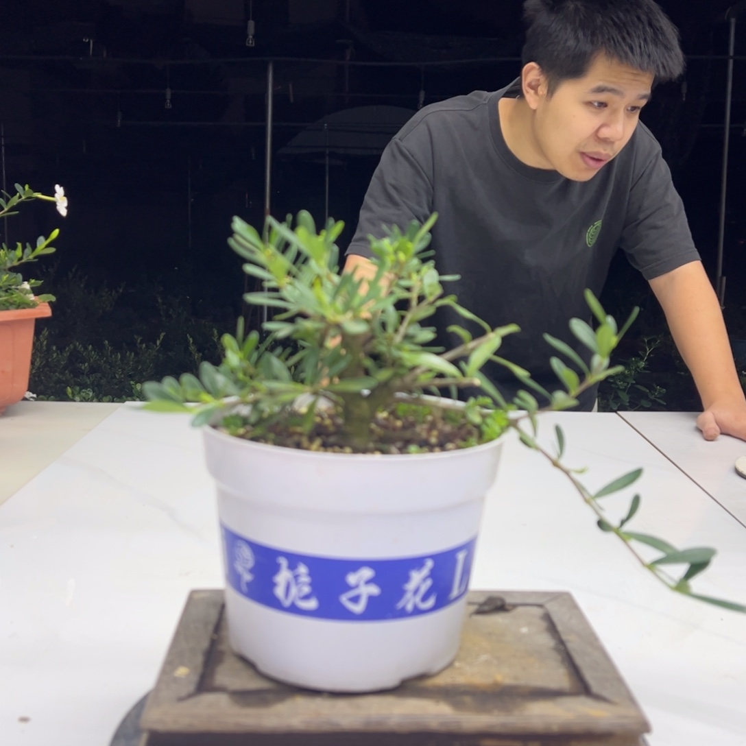 完全开放腊玉换盆寄养