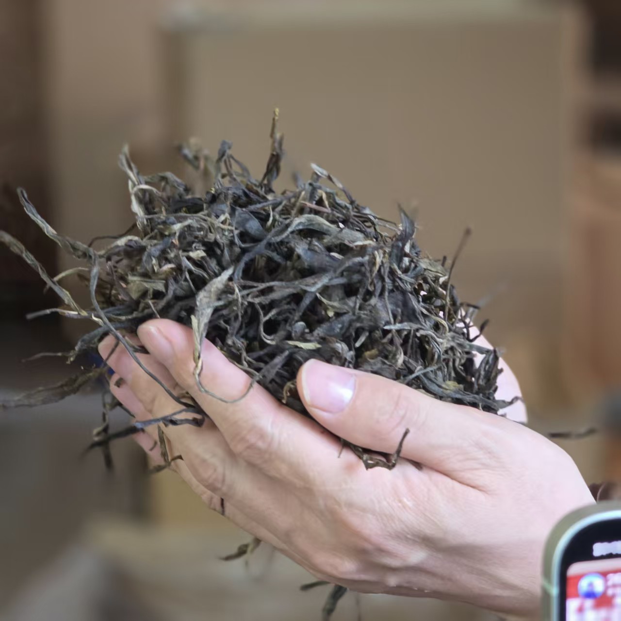 2021年【弯弓一类】古树普洱茶生茶散茶