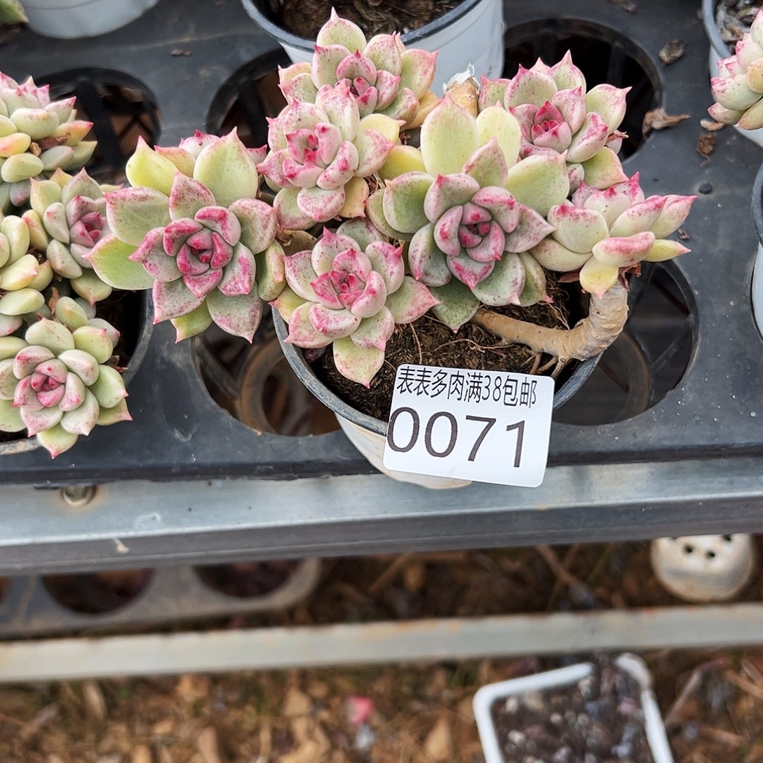 趣****多肉一物＿拍植物0071