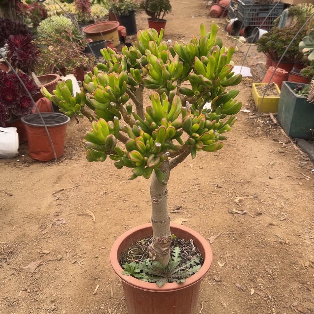 多肉植物多肉植物